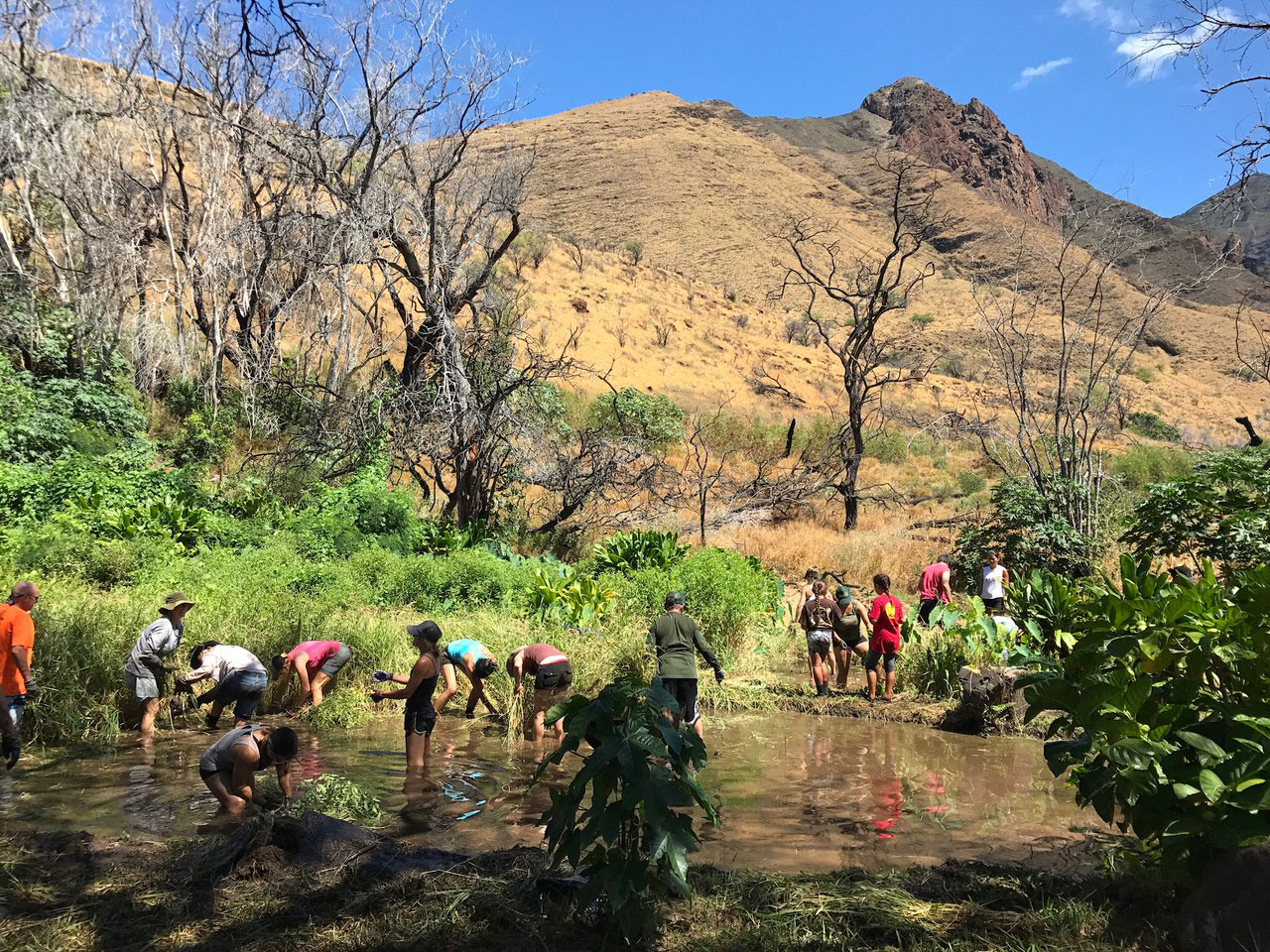 Group of people cleaning body of water